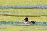 Duck In A Lagoon_51179